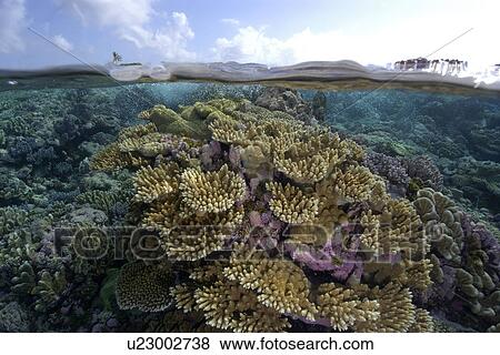 Stock Photo - Split image of pristine coral reef and sky, Rongelap, Marshall Islands, Micronesia. Fotosearch