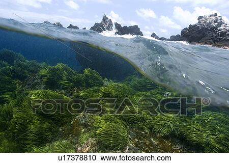 Split image of rocks and Green algae, Caulerpa racemosa, St. Peter and St. Paul's rocks, Brazil, Atlantic Ocean View Large Photo Image Stock Image - Split image of rocks and Green algae, Caulerpa racemosa, St. Peter and St. Paul's rocks, Brazil, Atlantic Ocean . Fotosearch
