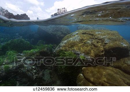 Split image of rocks and white encrusting zoanthid, Palythoa caribaeorum, St. Peter and St. Paul's rocks, Brazil, Atlantic Ocean View Large Photo Image Stock Photograph - Split image of rocks and white encrusting zoanthid, Palythoa caribaeorum, St. Peter and St. Paul's rocks, Brazil, Atlantic Ocean . Fotosearch