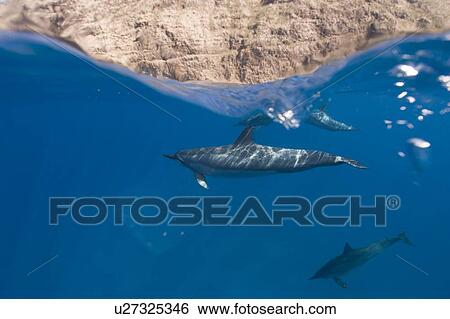 Stock Photograph - Split leve shot showing pinner dolphins (Stenella longirostris) and the rocky cliffs around the coast of Big Island, Hawaii, USA. Fotosearch