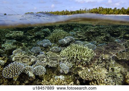 Stock Photo - Split Level - Over under image of coral reef (Acropora spp. ) and trees at Majikin Island, Namu atoll, Marshall Islands (N. Pacific). Fotosearch
