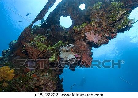 Sponges, algae and corals growing over the external structure of the Fujikawa Maru, Truk lagoon, Chuuk, Federated States of Micronesia, Pacific View Large Photo Image Stock Image - Sponges, algae and corals growing over the external structure of the Fujikawa Maru, Truk lagoon, Chuuk, Federated States of Micronesia, Pacific. Fotosearch