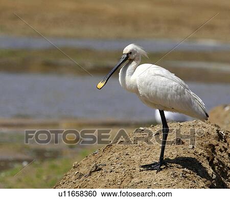 Stock Image - Spoonbill flipped. UK. Fotosearch