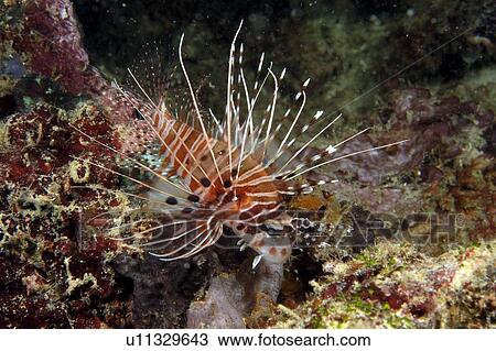 Stock Image - Spotfin Lionfish (Pterois antennata). Borneo, Malaysia. Fotosearch