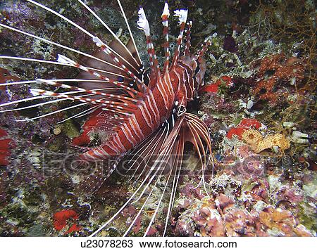 Stock Image - Spotfin Lionfish (Pterois antennata) Location unknown (rr). Fotosearch