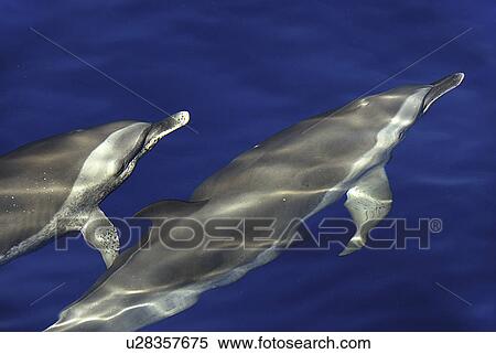 Stock Photography - Spotted dolphin (Stenella attenuata). Two spotted dolphins bowriding. Caribbean. (rr). Fotosearch