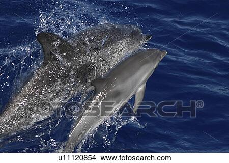 Picture - Spotted Dolphin, Stenella frontalis, mother and calf leaping off the Azores Islands. Fotosearch