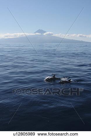 Spotted Dolphin, Stenella frontalis, swimming with Pico Island in the background. Azores View Large Photo Image Stock Photo - Spotted Dolphin, Stenella frontalis, swimming with Pico Island in the background. Azores. Fotosearch