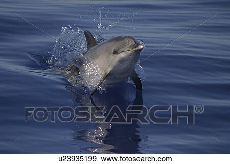Stock Photo - Spotted Dolphin (Stenella frontalis) porpoising at speed. Azores. Fotosearch