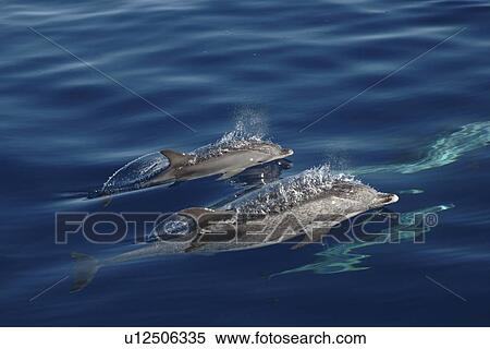 Stock Photography - Spotted Dolphin, Stenella frontalis, mother and calf fast swimming at the surface. Fotosearch