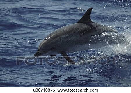 Stock Photography - Spotted Dolphin, Stenella frontalis, leaping off the Azores Islands. Fotosearch