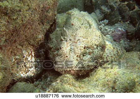 Stock Photograph - Spotted Scorpion fish (Scorpaena plumieri) Abrolhos National Marine Sanctuary, Bahia, Brazil (South Atlantic). Fotosearch