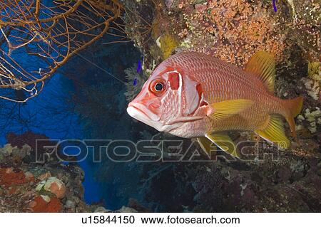 Stock Image - Squirrelfish (Sargocentron spiniferum) against reef with blue background, Egyptian Red Sea 29-9-07. Fotosearch