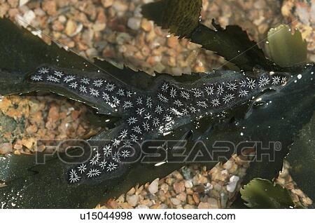 Stock Photo - Star Seasquirt. UK. Fotosearch