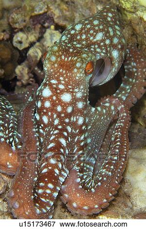 Starry night octopus, Octopus luteus, foraging on coral reef at night, Malapascua, Cebu, Philippines, Visayan Sea View Large Photo Image Stock Photo - Starry night octopus, Octopus luteus, foraging on coral reef at night, Malapascua, Cebu, Philippines, Visayan Sea. Fotosearch