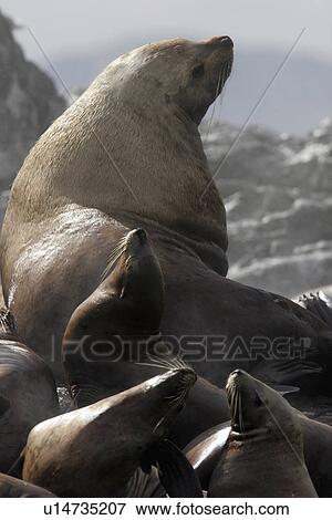 Stock Photo - Steller (Northern) Bull Sea Lion (Eumetopias jubatus) hauled out with young animals Southeast Alaska, USA.. Fotosearch