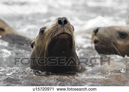 Steller (Northern) Sea Lions (Eumetopias jubatus) close-up in Southeast Alaska, USA. View Large Photo Image Stock Image - Steller (Northern) Sea Lions (Eumetopias jubatus) close-up in Southeast Alaska, USA.. Fotosearch