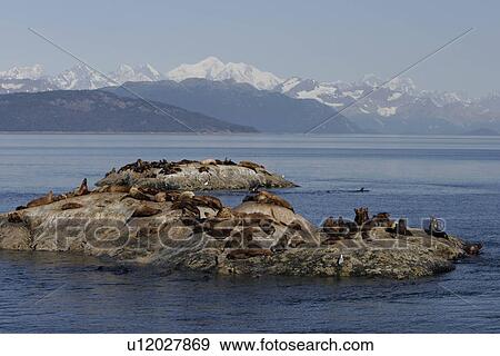 Stock Photo - Steller (Northern) Sea Lions (Eumetopias jubatus) hauled out on small reef Glacier Bay National Park, Southeast Alaska, USA.. Fotosearch