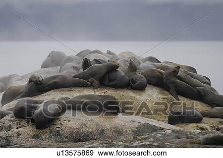 Steller (Northern) Sea Lions (Eumetopias jubatus) hauled out on small reef in Southeast Alaska, USA. l View Large Photo Image Stock Photo - Steller (Northern) Sea Lions (Eumetopias jubatus) hauled out on small reef in Southeast Alaska, USA. l. Fotosearch