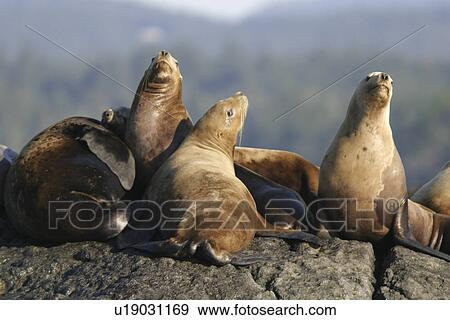 Steller (northern) sea lions (Eumetopias jubatus) hauled out in Southeast Alaska, USA. Pacific Ocean. View Large Photo Image Stock Photo - Steller (northern) sea lions (Eumetopias jubatus) hauled out in Southeast Alaska, USA. Pacific Ocean.. Fotosearch