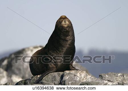 Stock Photo - Steller Sea Lion (Eumetopias jubatus) Adult male hauled out on Race Rocks, British Columbia, Canada. Pacific Ocean.. Fotosearch