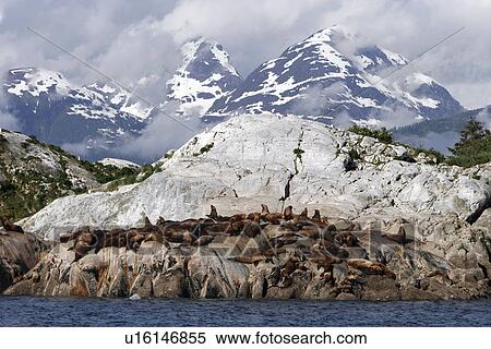 Stellers Sea Lion (Eumetopias jubatus) hauled out on South Marble Island in Glacier Bay National Park, Southeast Alaska, USA. View Large Photo Image Stock Photography - Stellers Sea Lion (Eumetopias jubatus) hauled out on South Marble Island in Glacier Bay National Park, Southeast Alaska, USA.. Fotosearch