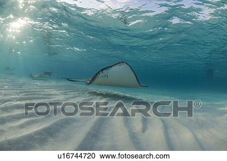 Stock Image - Sting Ray at Sting Ray City. Caymans.. Fotosearch