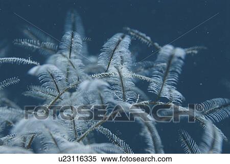 Stinging Hydroid, view showing almost transparent feather-like structure, Red Sea, Egypt. View Large Photo Image Stock Photography - Stinging Hydroid, view showing almost transparent feather-like structure, Red Sea, Egypt.. Fotosearch