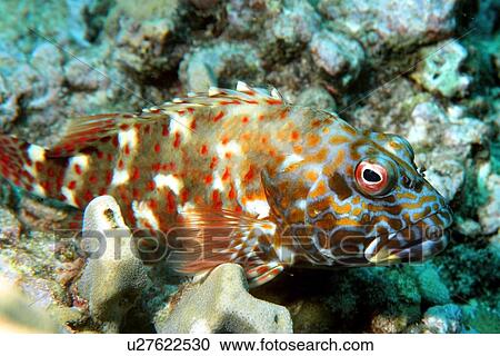 Stock Image - Stocky hawckfish, Cirrhitus pinnulatus, Ahihi bay, Maui, Hawaii (N. Pacific). Fotosearch