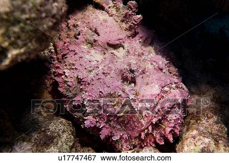 Stonefish (Synaceia verrucosa ) said to be the world's most venomous fish. Found in many colours according to habitat. Probably also the worlds most adaptable camouflage system for a fish. Red Sea. View Large Photo Image Stock Photo - Stonefish (Synaceia verrucosa ) said to be the world's most venomous fish. Found in many colours according to habitat. Probably also the worlds most adaptable camouflage system for a fish. Red Sea.. Fotosearch