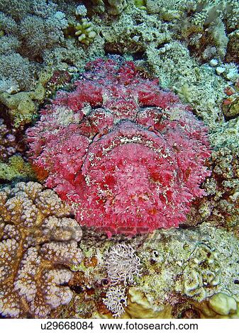 Picture - Stonefish (Synanceia verrucosa). Jackson Reef, Sharm El Sheikh, South Sinai, Red Sea, Egypt.. Fotosearch