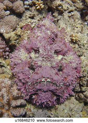 Stock Image - Stonefish (Synanceia verrucosa). Jackson Reef, Sharm El Sheikh, South Sinai, Red Sea, Egypt.. Fotosearch