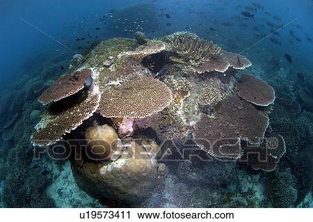 Stony Corals (Acropora sp). Malaysia View Large Photo Image Stock Image - Stony Corals (Acropora sp). Malaysia. Fotosearch
