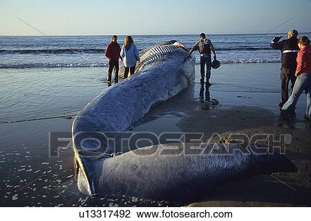 Stranded body of dead Blue whale, (Balaenoptera musculus) calf, people looking at carcass, Monterey Bay, California, USA View Large Photo Image Stock Image - Stranded body of dead Blue whale, (Balaenoptera musculus) calf, people looking at carcass, Monterey Bay, California, USA. Fotosearch