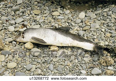 Stranded Harbour porpoise calf (Phocoena phocoena) - freshly dead and less than one week old. Cause of death unknown. New Quay, West Wales, UK View Large Photo Image Stock Image - Stranded Harbour porpoise calf (Phocoena phocoena) - freshly dead and less than one week old. Cause of death unknown. New Quay, West Wales, UK . Fotosearch