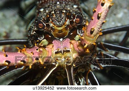 Stock Image - Stripe-leg Spiny Lobster (Panulirus femoristriga) eye and rostrum detail, Short drop-off, Palau, Micronesia. Fotosearch