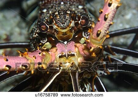 Stock Photo - Stripe-leg spiny lobster, Panulirus femoristriga, eye and rostrum detail, Short drop-off, Palau, Micronesia. Fotosearch