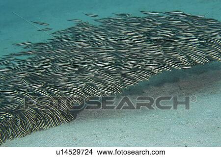 Picture - Striped Catfish (Plotosus lineatus) juveniles schooling and feeding on sandy bottom, Puerto Galera, Mindoro, Philippines. Fotosearch