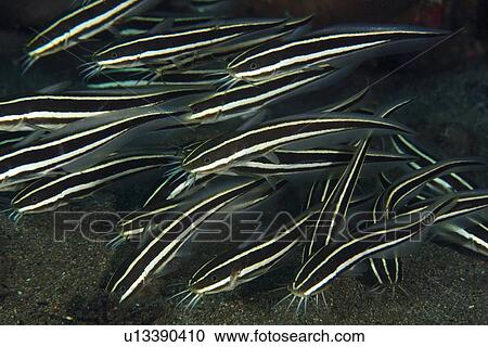 Striped Catfish (Plotosus lineatus) schooling, Cars, Dumaguete, s Island, Philippines View Large Photo Image Stock Image - Striped Catfish (Plotosus lineatus) schooling, Cars, Dumaguete, s Island, Philippines. Fotosearch