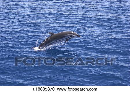 Stock Image - Striped Dolphin (Stenella coeruleoalba) Animal leaping to show flank markings Maldives, Indian Ocean. Fotosearch