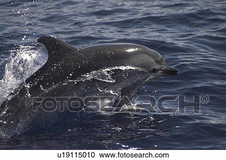 Striped Dolphin, Stenella coeruleoalba, leaping off the Azores Islands View Large Photo Image Stock Image - Striped Dolphin, Stenella coeruleoalba, leaping off the Azores Islands. Fotosearch