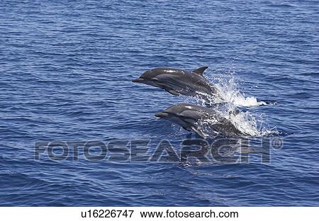 Stock Photo - Striped Dolphin (Stenella coeruleoalba) Two animals porpoising in to bow-ride. Maldives, Indian Ocean. Fotosearch