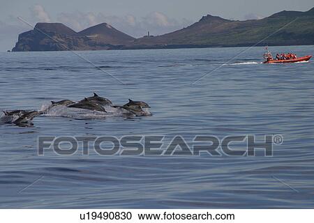 Stock Image - Striped dolphins surfacing near tourist boat (Stenella coeruleoalba) Azores, Atlantic Ocean. Fotosearch