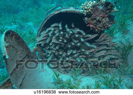 Striped Eel Catfish. Red Sea. View Large Photo Image Stock Photo - Striped Eel Catfish. Red Sea.. Fotosearch