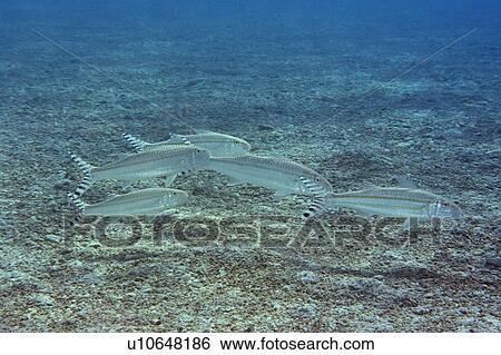 Stock Photograph - Striped goatfish, Upeneus vittatus, schooling, Rongelap, Marshall Islands, Micronesia. Fotosearch