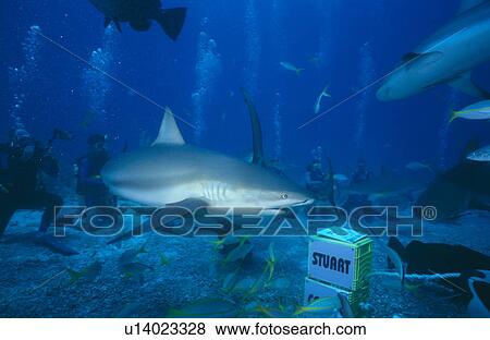 Stuart Cove Shark feed. Bahamas. View Large Photo Image Stock Photo - Stuart Cove Shark feed. Bahamas.. Fotosearch
