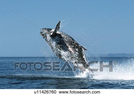 Stock Image - Sub-adult Humpback Whale, Megaptera novaeangliae, breaching in northern Gulf of California, Mexico. Fotosearch