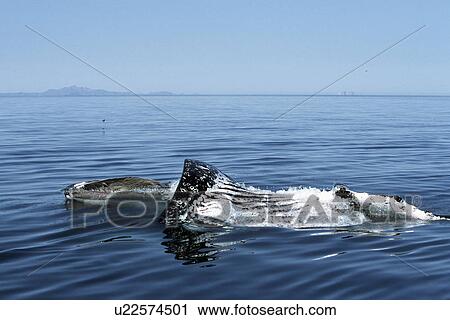 Stock Image - Sub-adult Humpback Whale, Megaptera novaeangliae, surface lunge-feeding on krill in northern Gulf of California, Mexico. Fotosearch