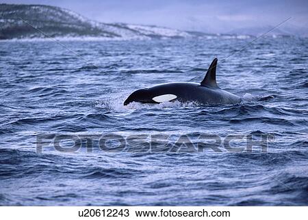 Sub adult male Killer whale (Orcinus orca) surfacing in a fjord during winter with snow behind. Tysfjord, northern Norway View Large Photo Image Stock Image - Sub adult male Killer whale (Orcinus orca) surfacing in a fjord during winter with snow behind. Tysfjord, northern Norway. Fotosearch