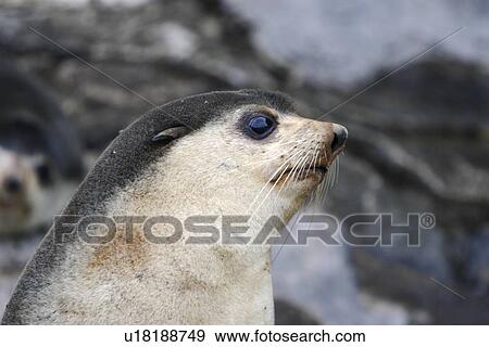 Stock Photo - Sub-Antarctic fur seal (Arctocephalus tropicalis) on Nightingale Island in the Tristan da Cunha Island Group in the southern Atlantic Ocean. Note the lighter face and pelage than that of the Antarctic fur seal.. Fotosearch